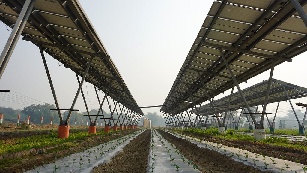 An Agri-PV site at ICAR–KVK Ujwa, South West Delhi, India. Photo: Tanmoy Bhaduri/IWMI