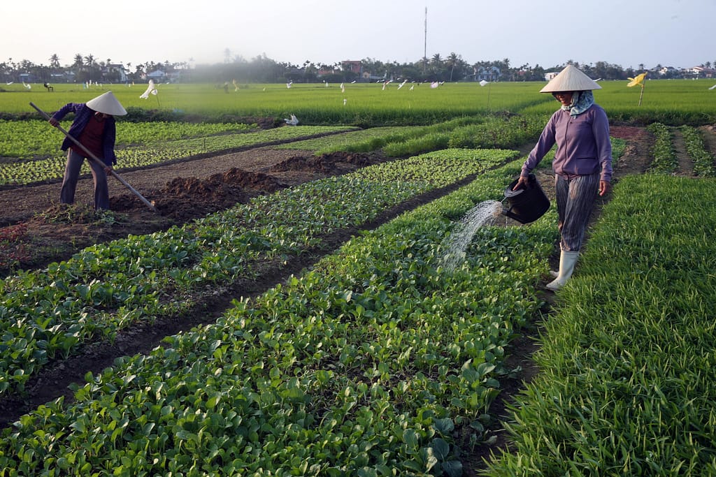 A farmer waters her vegetables growing in a kitchen garden. Photo: Pascal Deloche / Godong / Panos