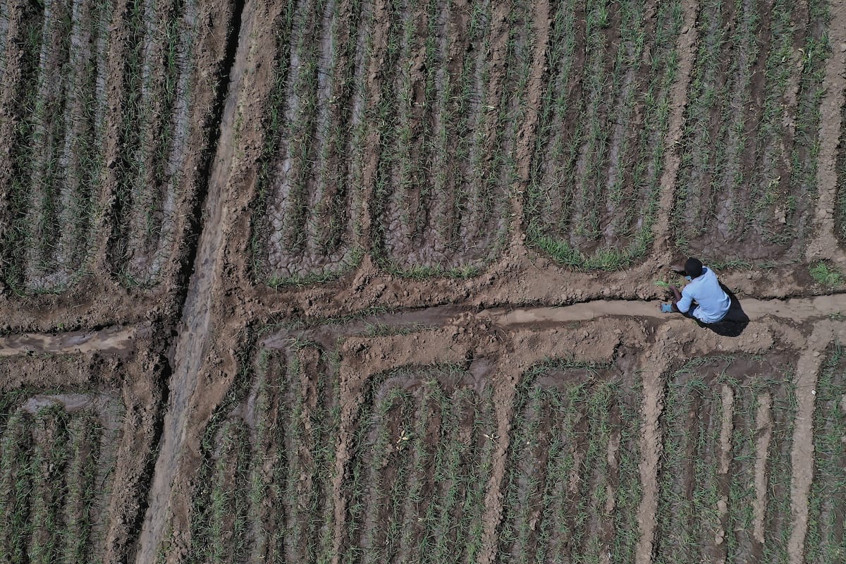 Digital tools to address data gaps facing Ethiopian farmers