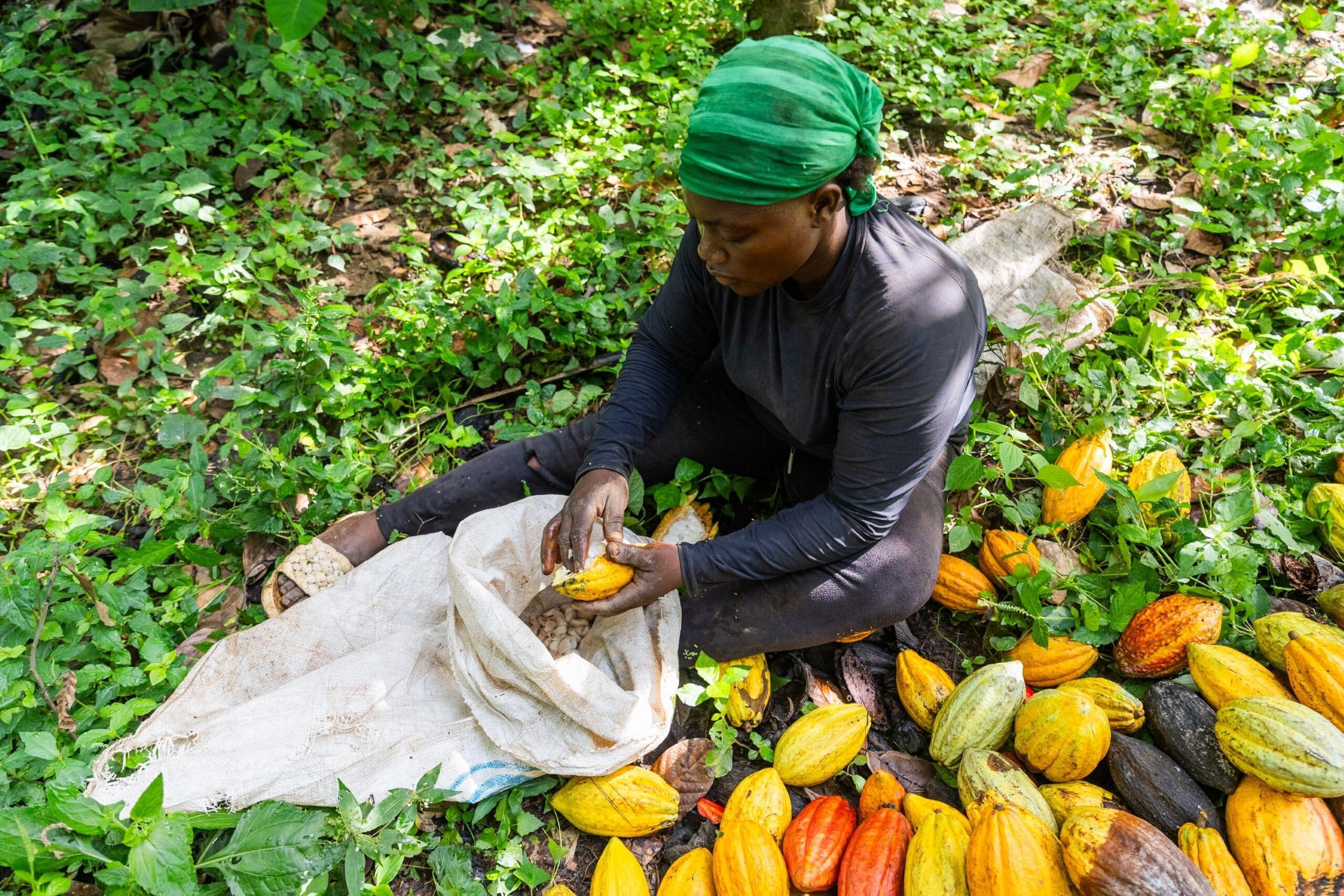 A farmer removes cocoa beans from the pods and places them in a sack in Cameroon. Photo: Media Lens King / Shutterstock
