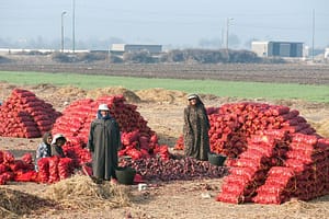Promoting gender equality through applied research for development that supports drought resilience and land restoration