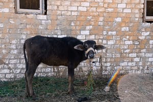 A young water buffalo feeds on grass at a farm in Fayoum, one of Egypt’s oldest agricultural regions, located about 100 kilometers southwest of Cairo. Photo: Samy Fares