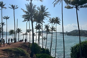 Coconut trees line the coast around Mirissa, Sri Lanka. Photo: Juliane Reissig/IWMI