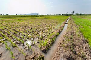 IWMI rice demonstration field, Kpong Irrigation Scheme, Ghana. Photo: Hamish John Appleby/IWMI