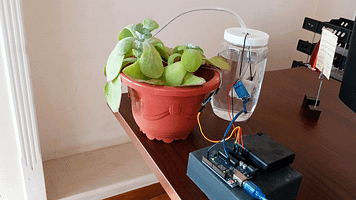 Close-up of tiny desk plant and smart irrigation system