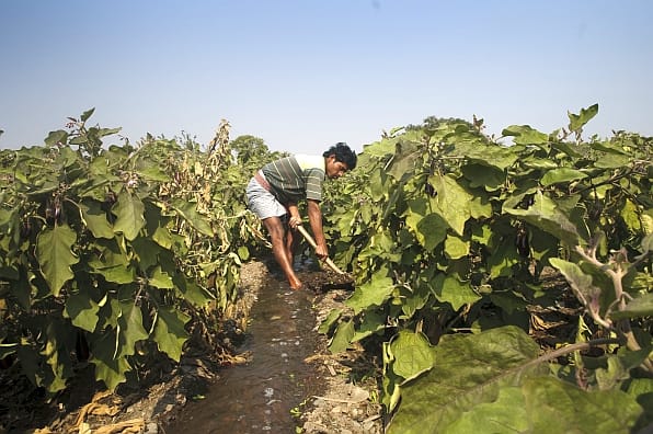 Basudev Mondal irrigates a farm near the busy EM Bypass road of Calcutta, India growing brinjal or egg plant.