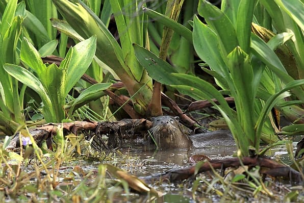 European Otter. Photo: Sanjiv de Silva / IWMI