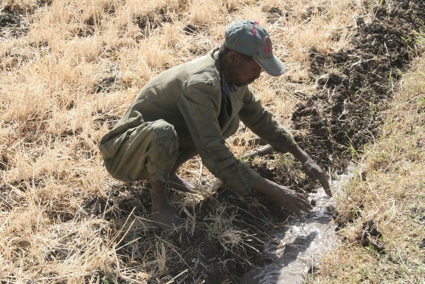 A man cuts a drain to provide irrigation for his crops. Frank Rijsberman / IWMI