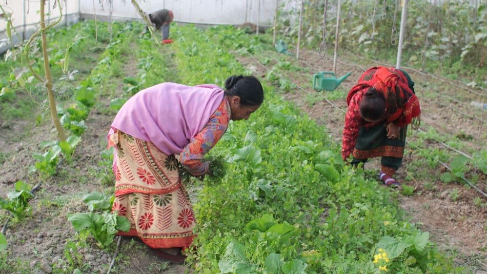 2025 03 08 Nepalese womens farming collective IWD 1