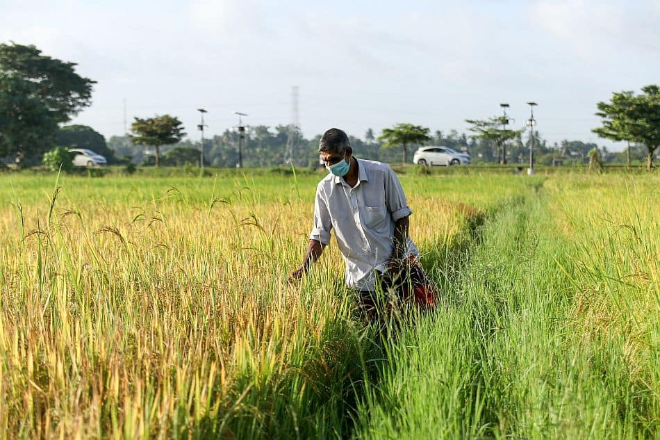 Farming in Kimbulawela wetlands, located in Colombo, Sri Lanka. Photo: Pradeep Liyanage / IWMI