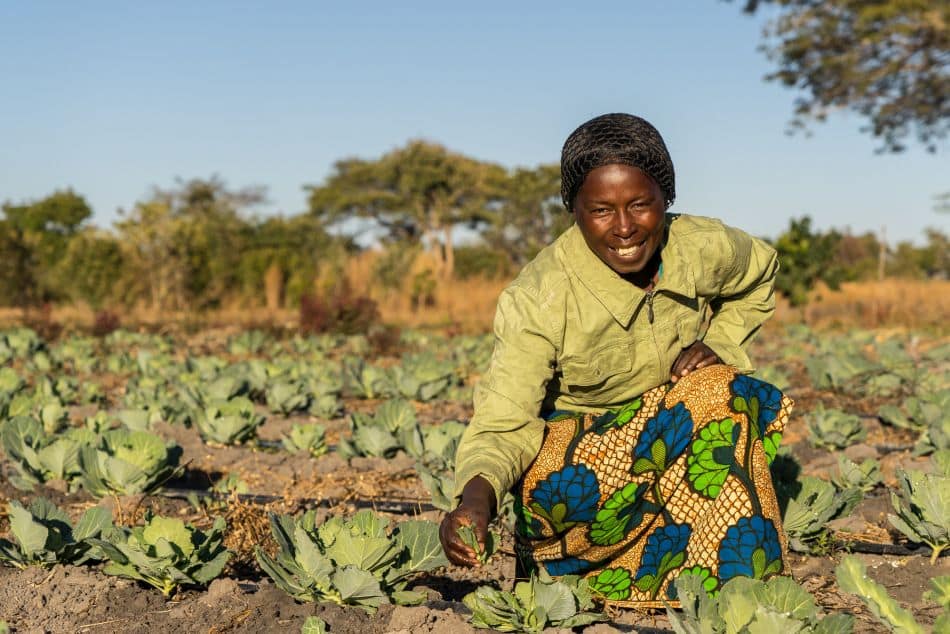 Drip irrigation used in the cabbage farm to irrigate the cultivation. Photo: Adam Ă–jdahl / IWMI