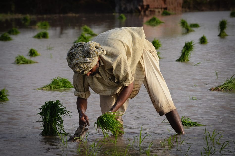Farmer working in a paddy field. Photo: Faseeh Shams / IWMI