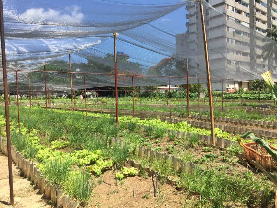 Urban farming in Havana, CubaPhoto: Professor Abel Tablada.