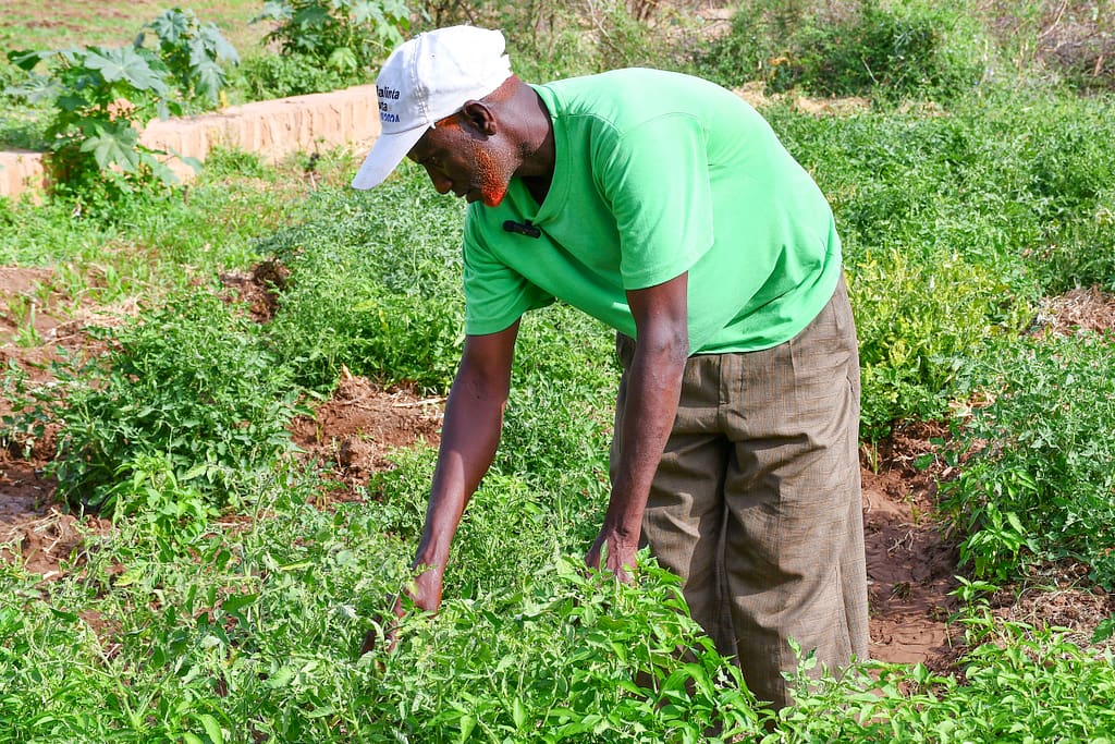 Farmer Abdulhaziz Ali inspects his pepper crop near his home by the Genale River. Photo: Elizabeth Wamba/IWMI