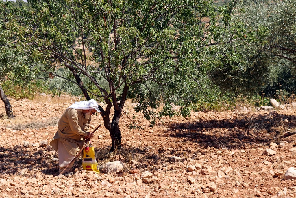 A farmer is working in his olive farm in Jordan. Photo: Omar Al-Hyari/Shutterstock