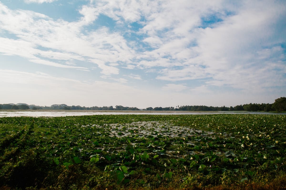 Spanning 1,400 hectares, Anawilundawa is one of the 6 RAMSAR wetlands in Sri Lanka. Comprised of an ancient system of human-made cascading tanks and reservoirs and fed by flood waters of the Deduru Oya, Anawilundawa sustains rice paddy fields, wildlife, and natural vegetation. The tanks store water for irrigation, and also play a major role in flood control, aquifer recharge, retention of pollutants and sediments, and nutrient export.