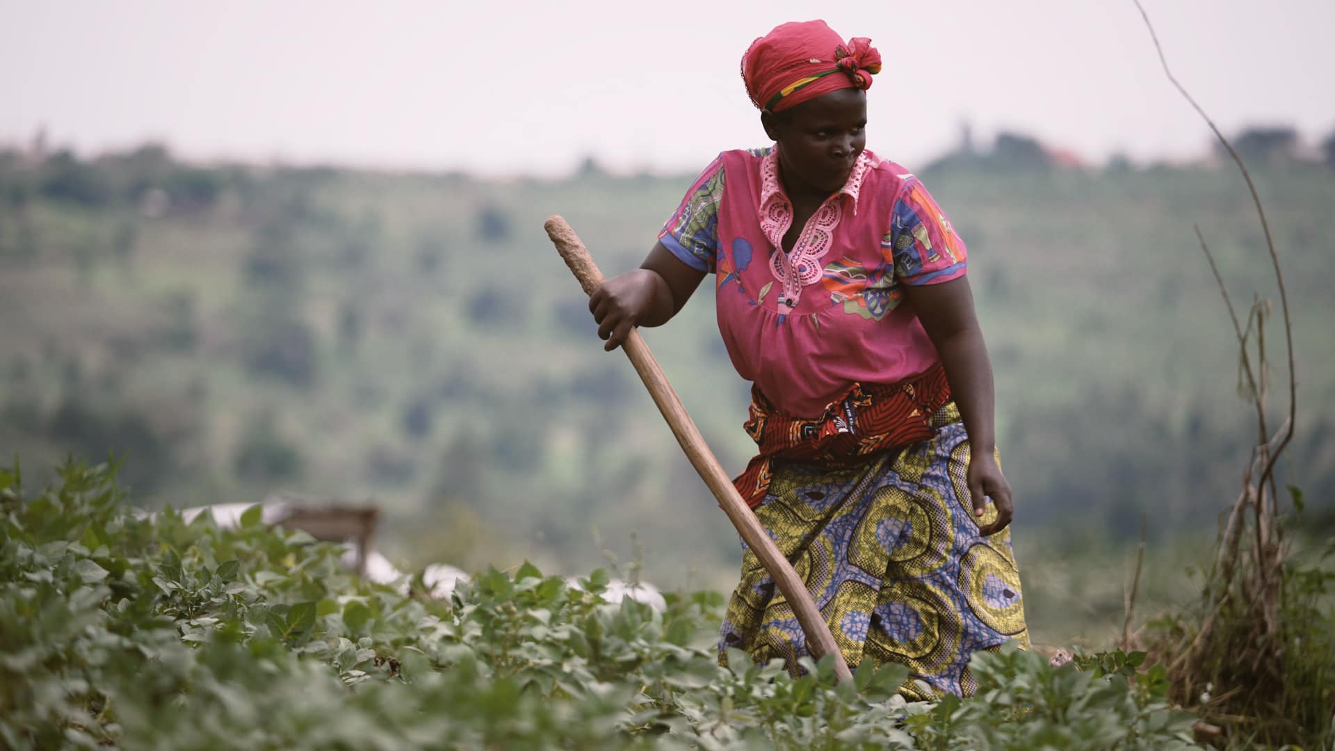 Chantale Vumilia, a Congolese refugee in Uganda, tends root, tuber and banana crops that help feed her family and strengthen food security in the surrounding community. Photo: CGIAR