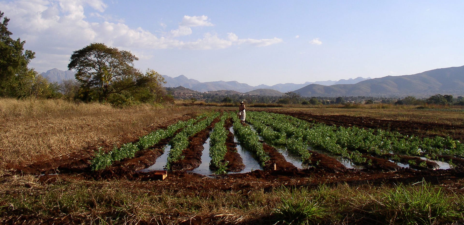 Harnessing water to drive Africa’s agrifood transformation