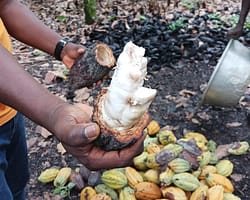 The-Chocolate-Story-2