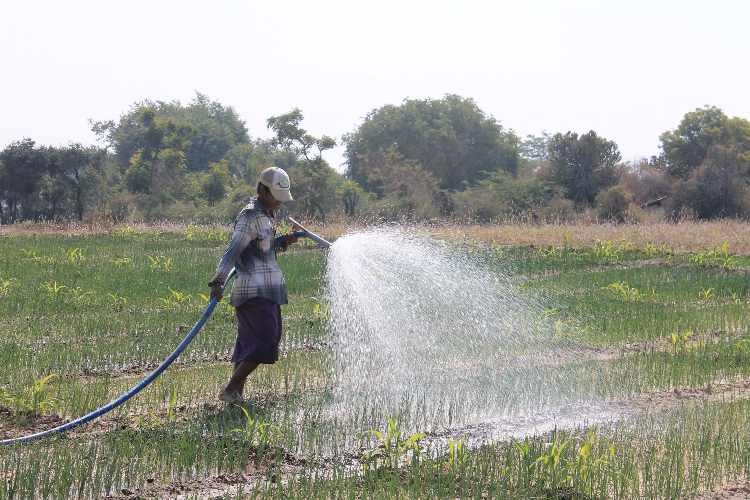 A farmer irrigates his crops in Myanmar. Photo: Matthew McCartney/IWMI