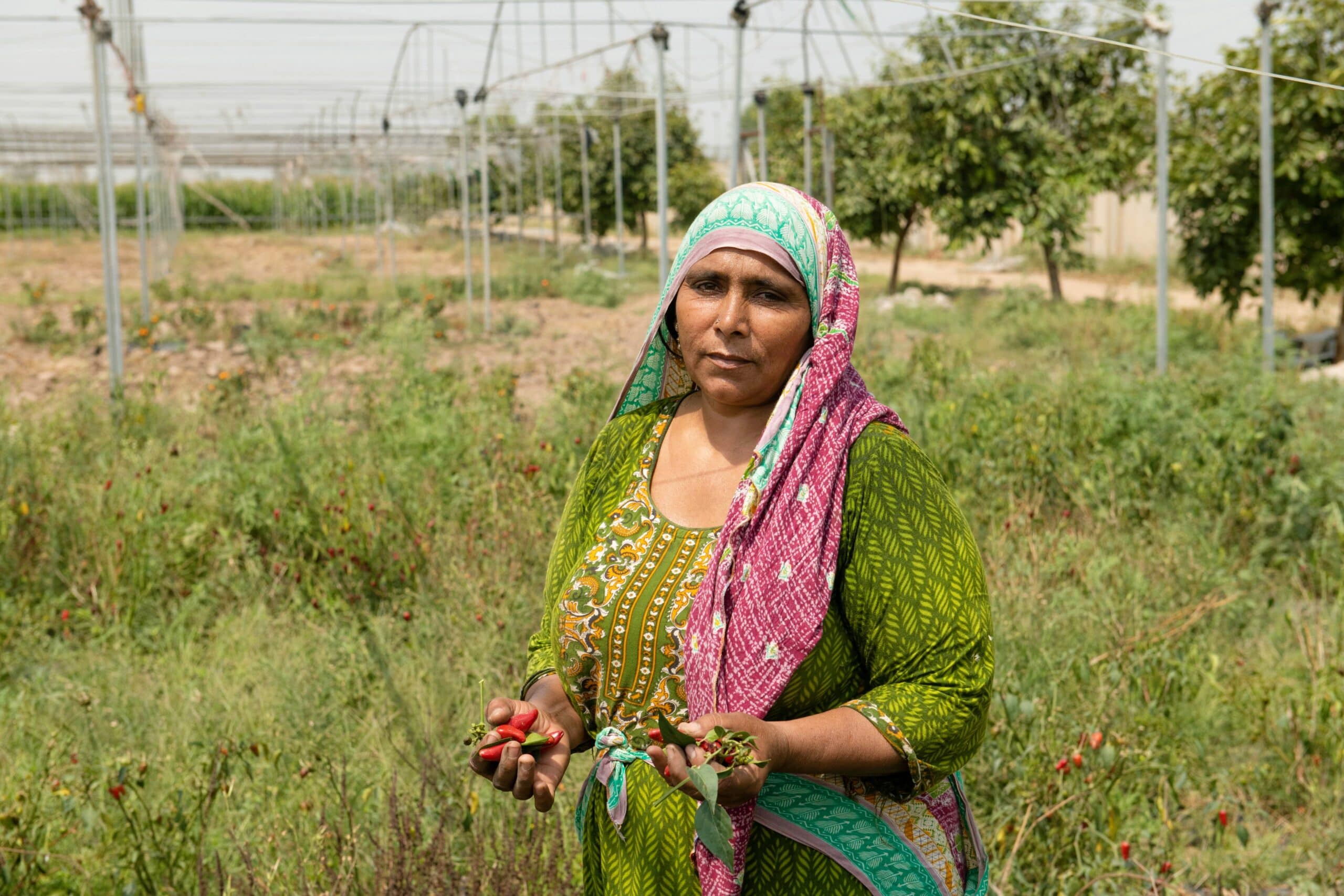 A farmer from Punjab Province, Pakistan, stands holding a fresh harvest of chilies. Photo: Amjad Jamal/IWMI