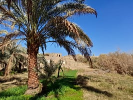 A small farm in Egypt. Photo: Louise Sarant