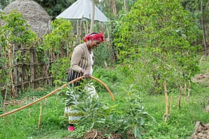 Etenesh Asro, a farmer in Ethiopia, uses a solar-powered pump to draw groundwater for irrigating her crops. Photo: Maheder Haileselassie/IWMI