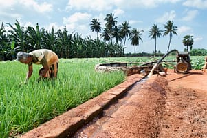 Working in a farm irrigated by sprinklers in Jaffna, Sri Lanka. Photo: Hamish John Appleby / IWMI.