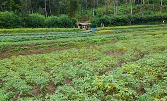 Bean cultivation in Boralanda, Sri Lanka. Photo credit: Mohamed Aheeyar / IWMI