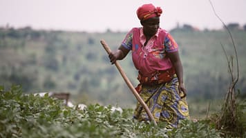 Chantale Vumilia, a Congolese refugee in Uganda, tends root, tuber and banana crops that help feed her family and strengthen food security in the surrounding community. Photo: CGIAR