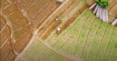 pole bean cultivation