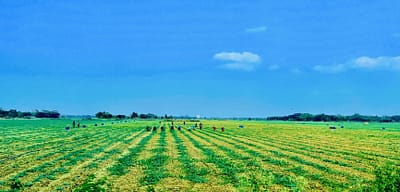 Women working in an agriculture field in Khulna. Photo: Indu K. Sharma / IWMI