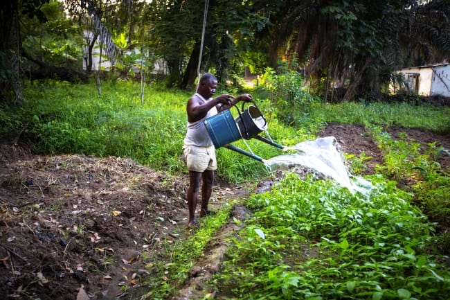Wastewater irrigation in Ghana. Photo: Nana Kofi Acquah / IWMI