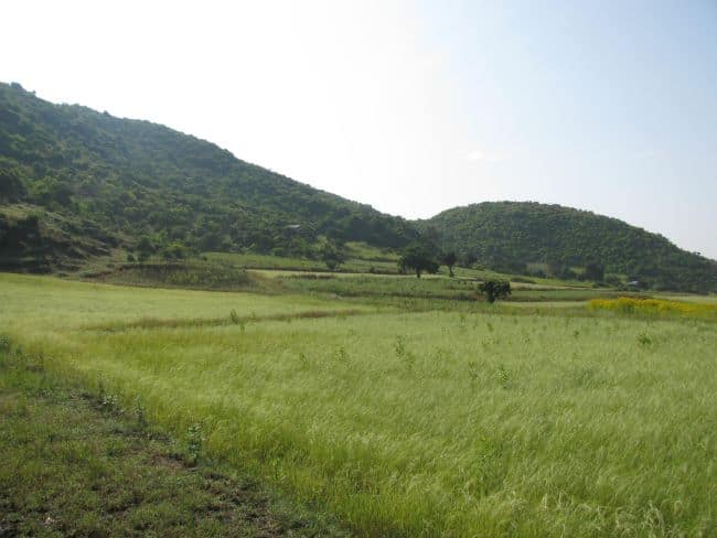 Photo: Hillside exclosures in in the Gomit watershed of the Amhara regional state, Ethiopia. Wolde Mekuria Bori