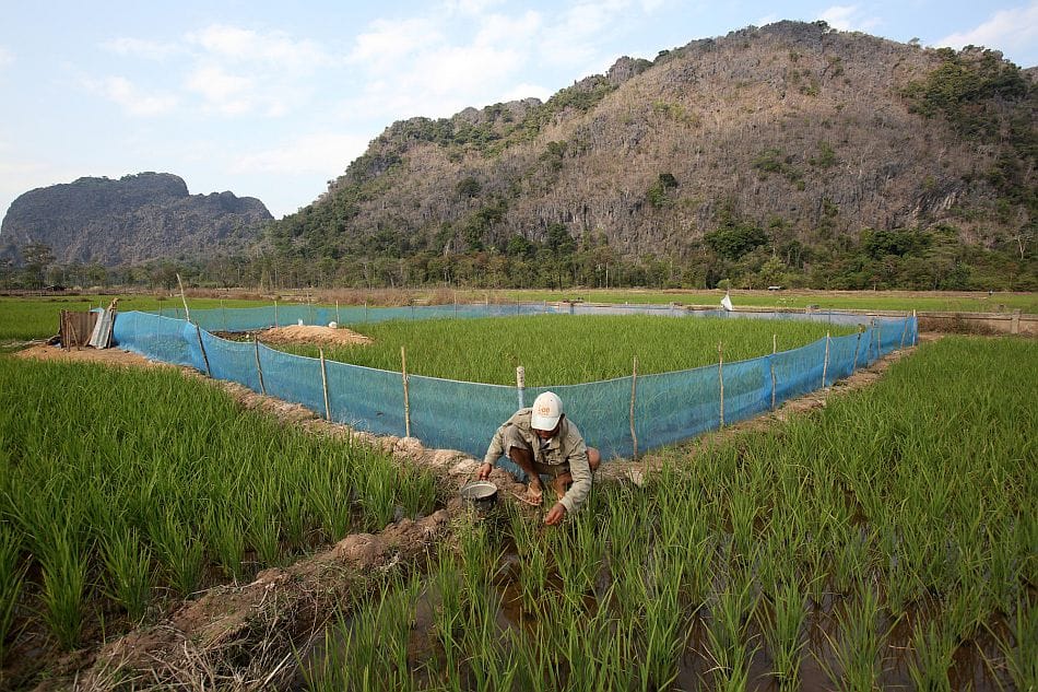 Photo: Jim Holmes / IWMI