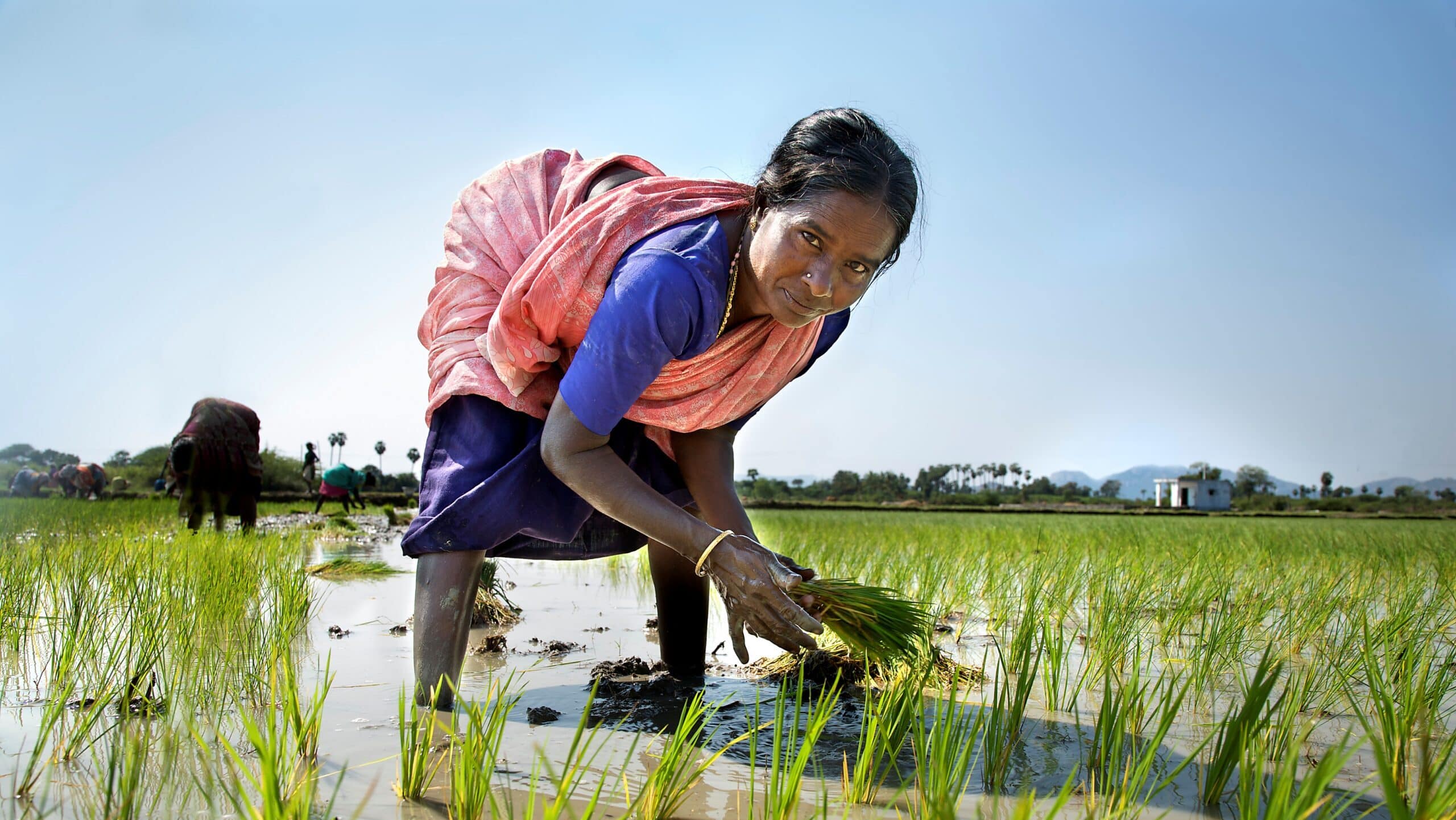 A farmer sowing rice paddy in Tamil Nadu, India. Photo: Michael Foley