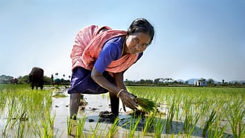 A farmer sowing rice paddy in Tamil Nadu, India. Photo: Michael Foley