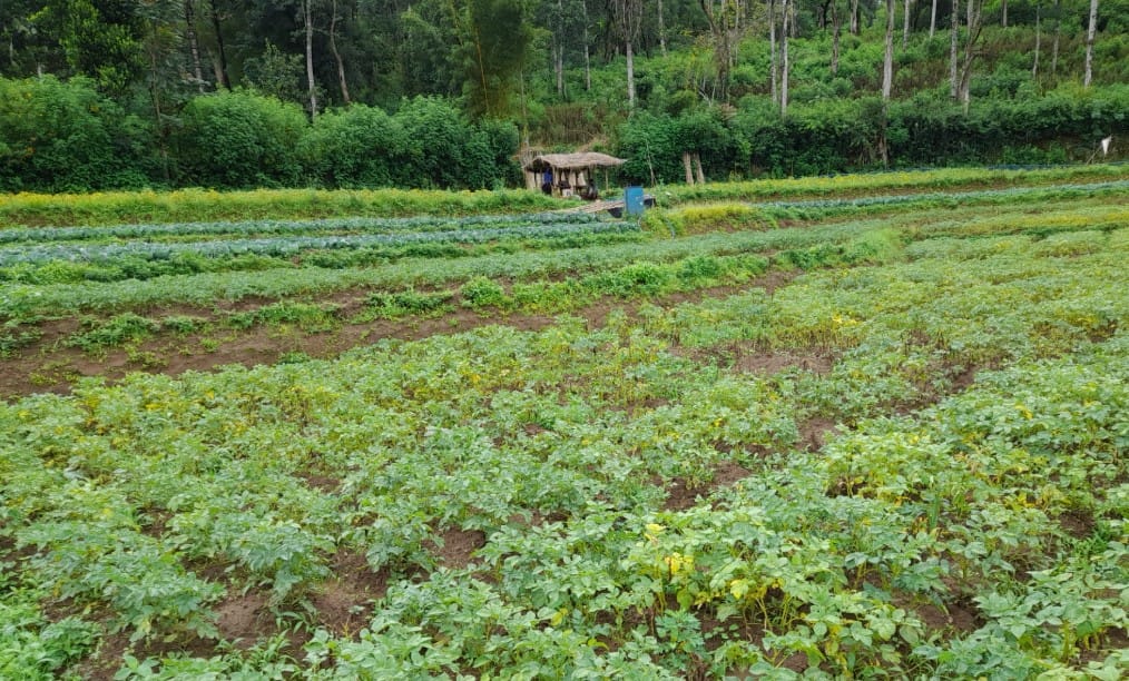 Bean cultivation in Boralanda, Sri Lanka. Photo credit: Mohamed Aheeyar / IWMI