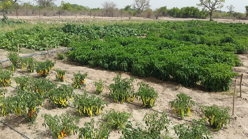 Water management using drip irrigation in southern Mali during the dry period. Photo: Birhanu Zemadim / IWMI
