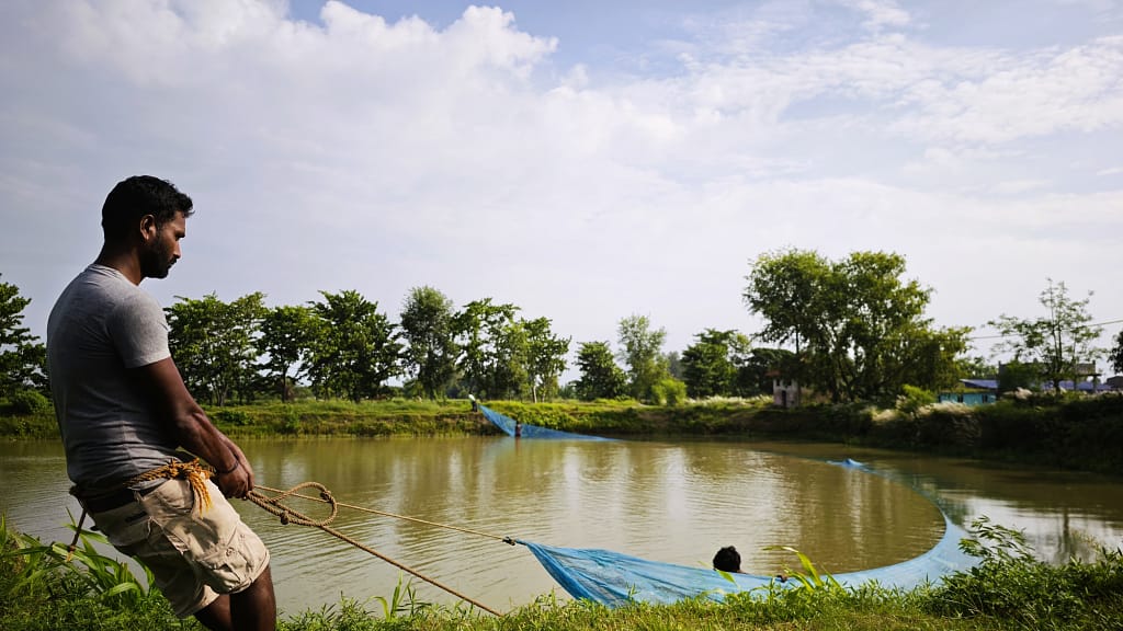Workers pull a large seine net across the broodstock pond at Mukhiya Fish Farm, hauling in the full catch before selecting mature brood fish and releasing the undersized ones back into the water. Photo: Aayush Niroula/IWMI