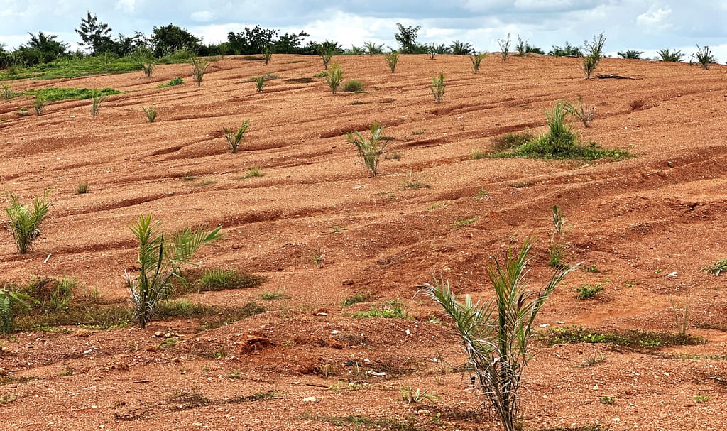 Oil palm on a reclaimed post-mined site. Photo: Eric Nartey / IWMI