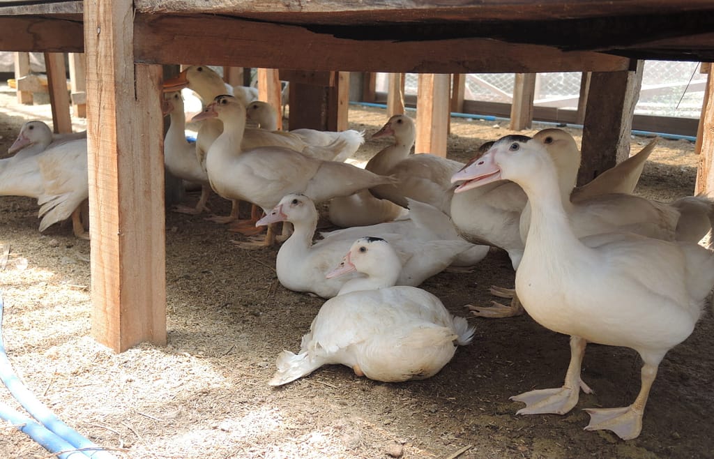 Lao PDR Greenhouse Ducks