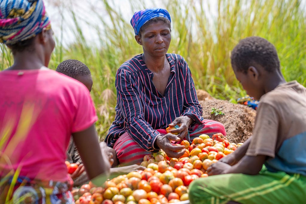 Women and children sorting out harvested tomatoes from a farmland at Kaata in the Upper West Region, Ghana. Photo: Augustus Addo/IWMI