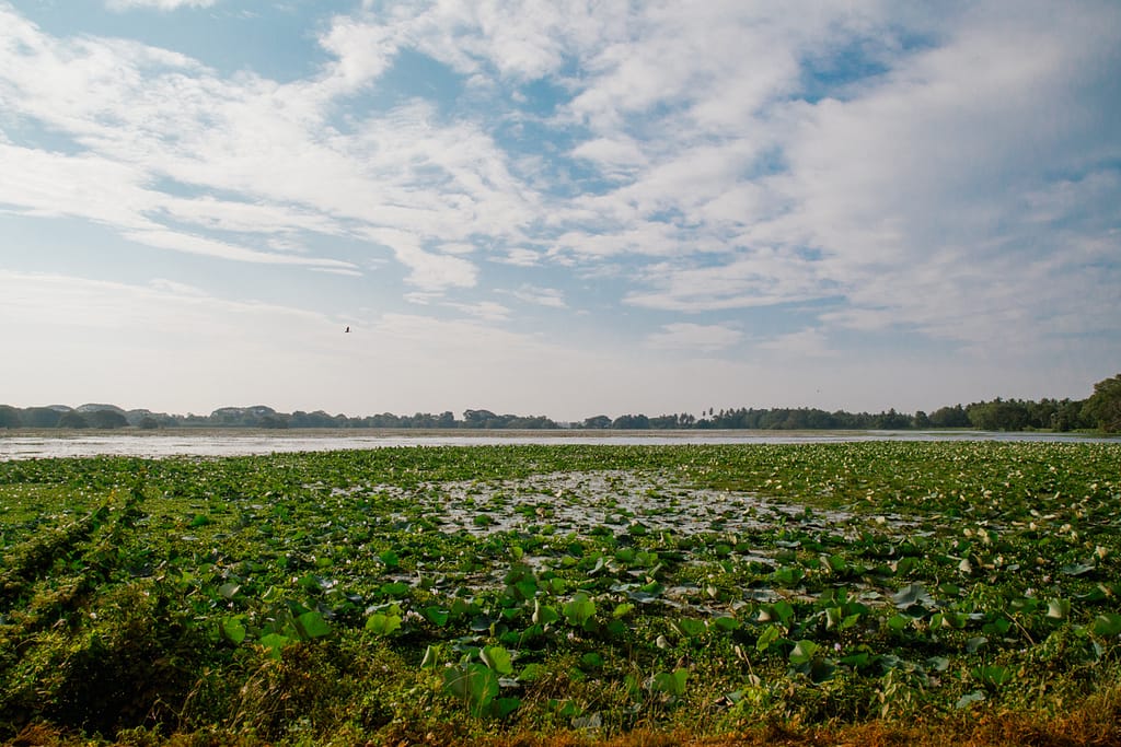 The Anawilundawa lake in the Colombo suburbs is one of Sri Lanka’s six Ramsar wetlands. Battaramulla, Sri Lanka. Photo: Shaoyu Liu/IWMI