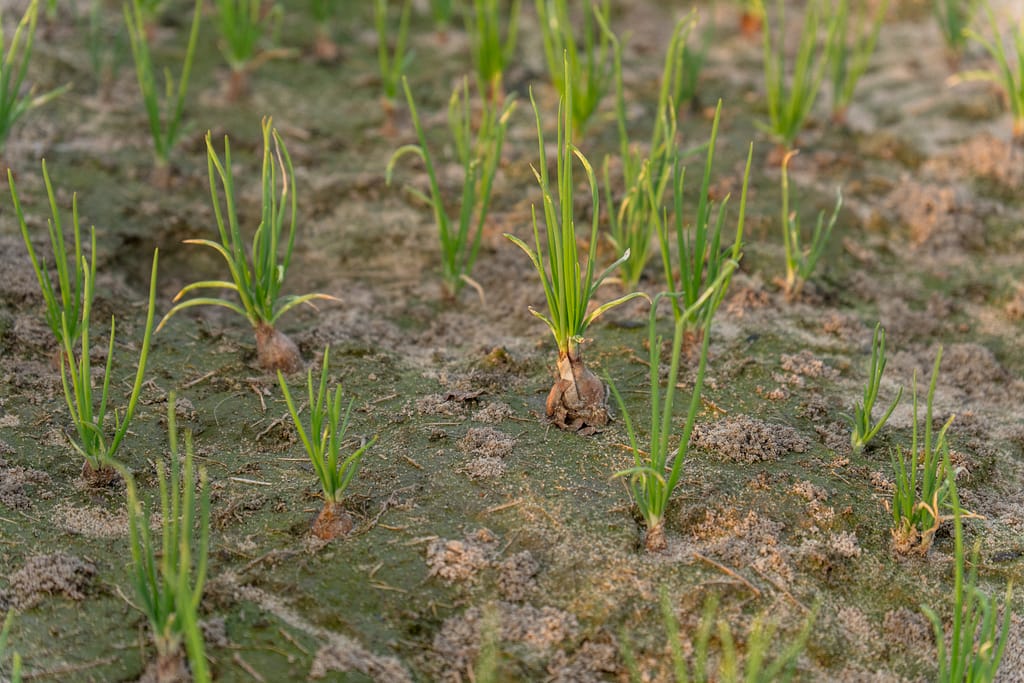 Onion Sprouts Kilinochchi