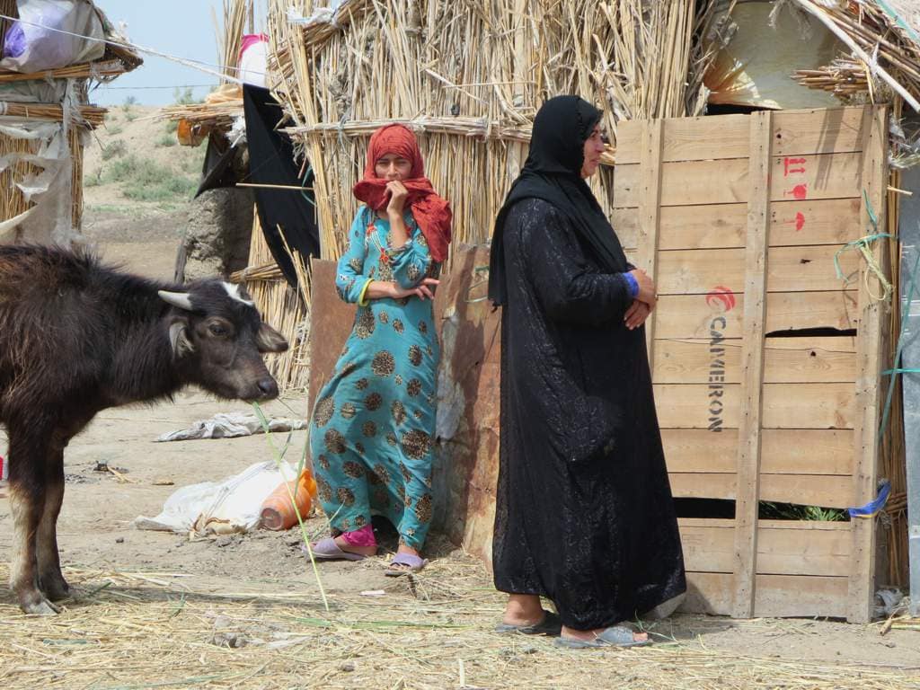 Water buffalo in a marshland community in Southern Iraq where they play a crucial role in supporting people’s livelihoods. Photo: David Stanley