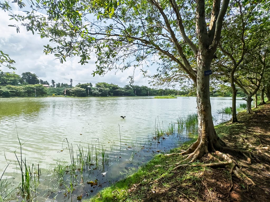 Wetlands are an integral part of the University of Kelaniya’s ecosystem. Kelaniya, Sri Lanka. Photo: Nirasha Perera/IWMI