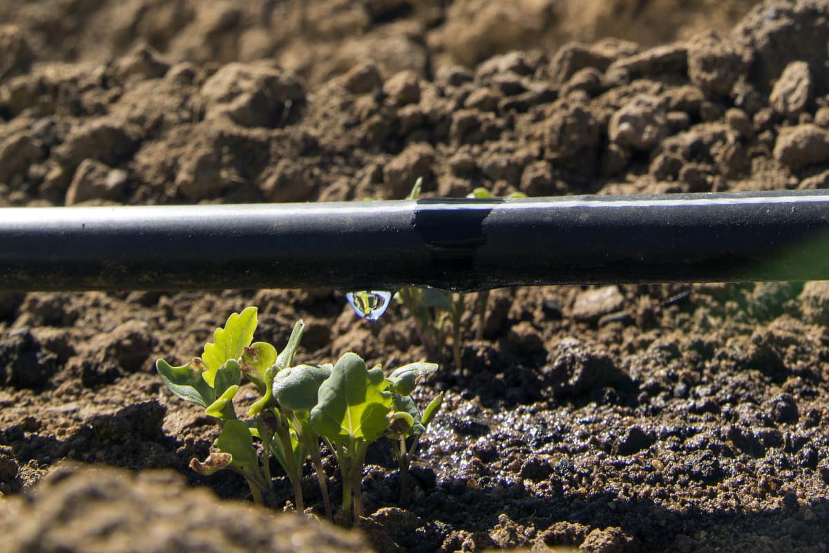 Drip irrigation used in agriculture. Photo: David Brazier / IWMI