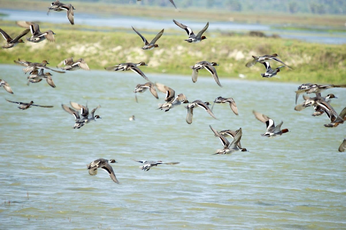 Future-proofing the emergency recovery plan for freshwater biodiversity Future-proofing the emergency recovery plan for freshwater biodiversity