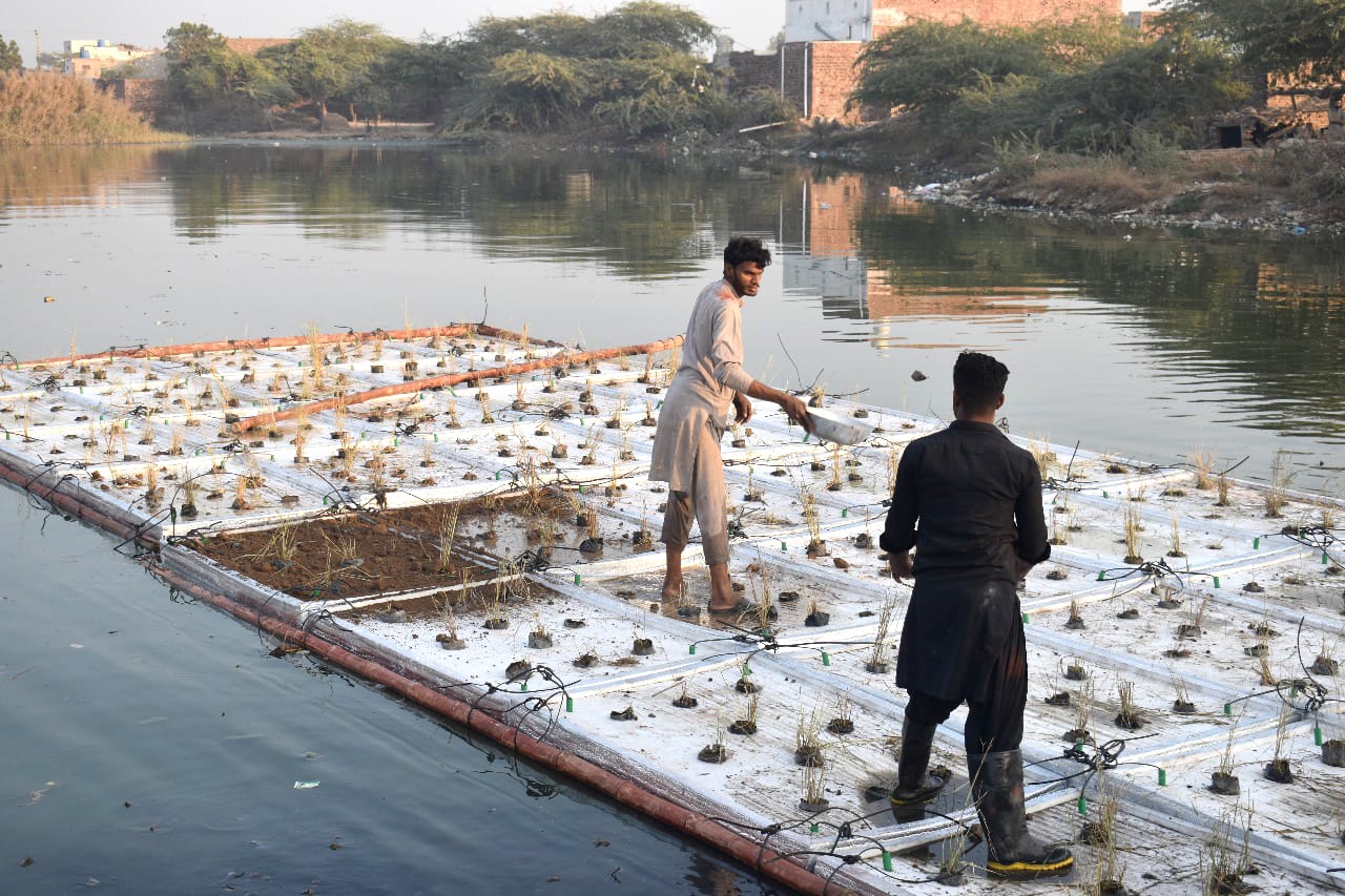 Floating wetland Pakistan